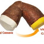 VitaCassava - Vitamin A fortified