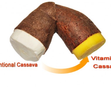 VitaCassava - Vitamin A fortified