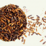 winged termites food
