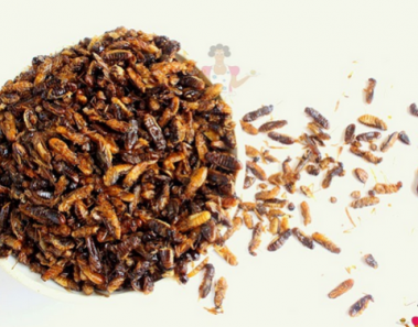 winged termites food