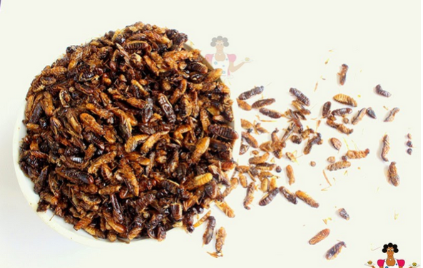 winged termites food