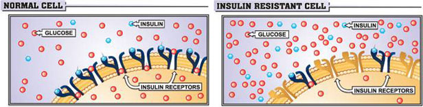 insulin and cells