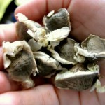 moringa seeds