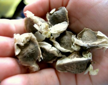moringa seeds