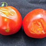 damaged tomatoes