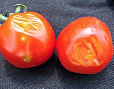 damaged tomatoes