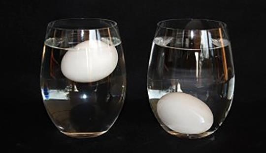 float test for to test egg freshness