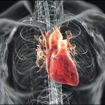 human heart