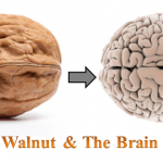 walnut and the brain