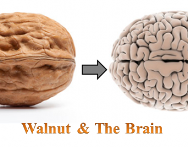 walnut and the brain