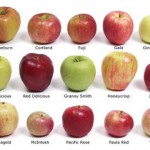 apple varities and colours