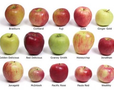 apple varities and colours