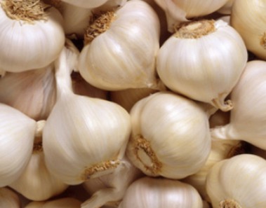 garlic