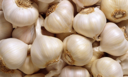garlic