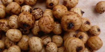 tiger nut ofio