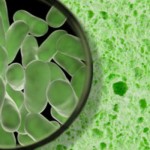 bacteria