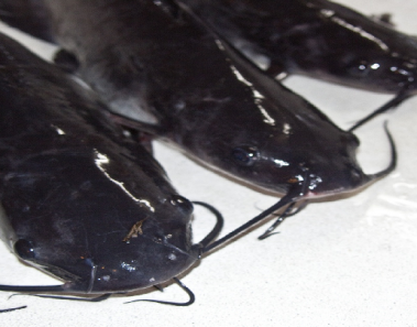 catfish