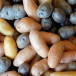 Sweet and Irish Potatoes