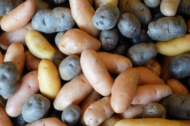 Sweet and Irish Potatoes