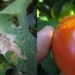 Damage Caused by Tuta absoluta on Tomatoes Caused Increased Prices