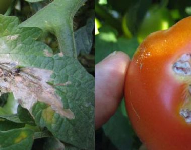 Damage Caused by Tuta absoluta on Tomatoes Caused Increased Prices