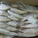 Fresh Fish vs Frozen Fish: Which Is Better?
