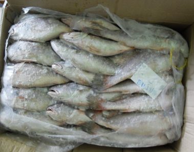 Fresh Fish vs Frozen Fish: Which Is Better?