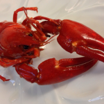 crayfish
