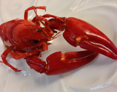crayfish